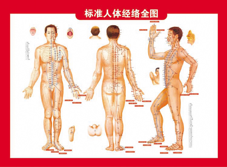 人体経絡壁図、経穴図、一般症例参考資料、灸書卸、銅板鍼図、灸図