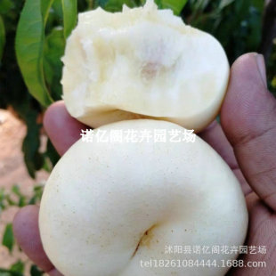 ��Ҙ����޽�36-3������Ҙ������������������Ե��ԷNֲ����