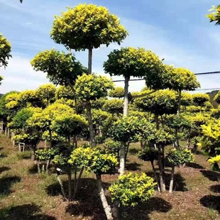 Shape Golden Leaf Elm, Golden Leaf Elm Cylinder, Golden Leaf Elm Ball, High-End Community Greening, Colorful Leaf Greening Shape Tree