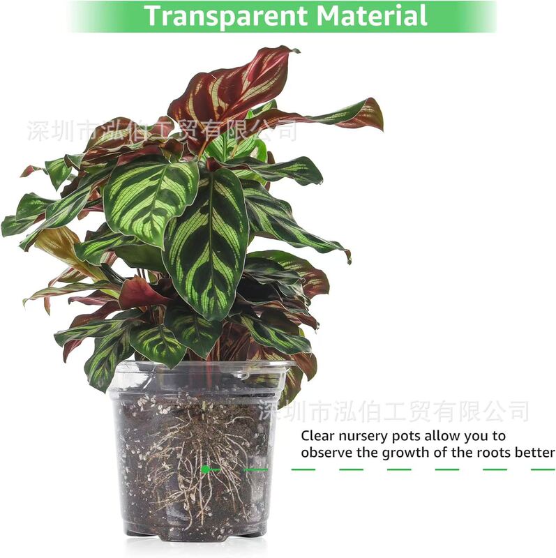 排水穴付きクロスボーダープラスチック底ドット透明植木鉢花植物容器胡蝶蘭多肉植物苗ポット|undefined