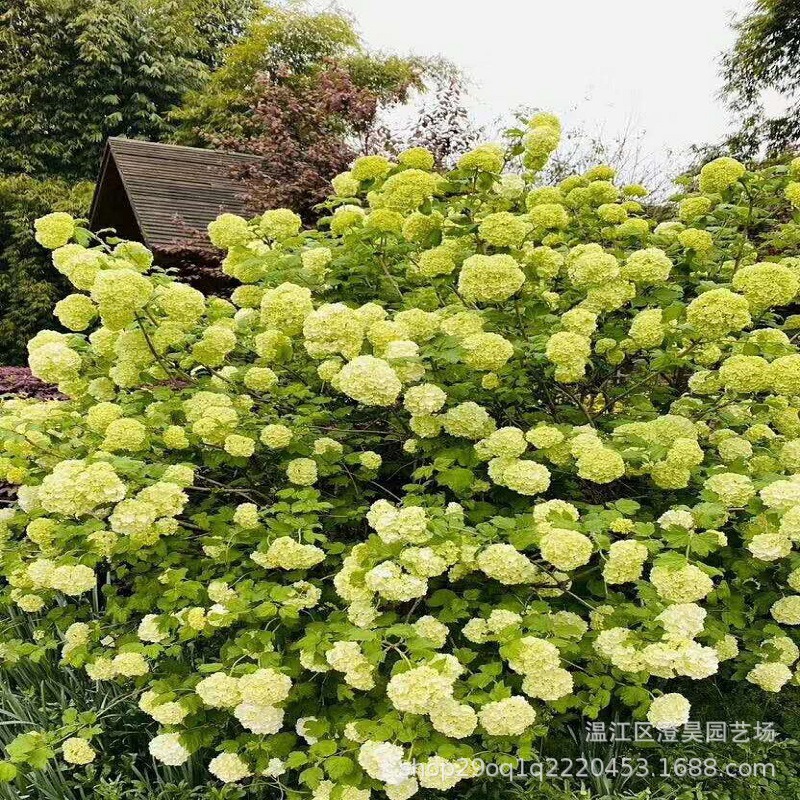 成都苗木欧洲木绣球质量保证品种齐全一站购买绿植白色花卉植物