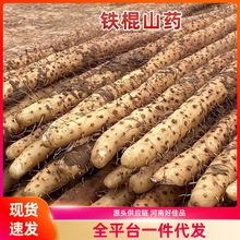 铁棍山药新鲜现挖淮怀山药软糯粉面新鲜蔬菜山药农家自种粉糯好吃