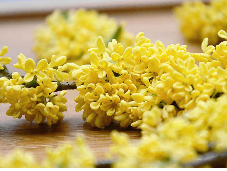 金粟桂花详情_18