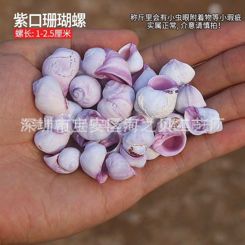 Concha Daquan natural con cera de pescado, materiales decorativos mediterráneos DIY al por mayor