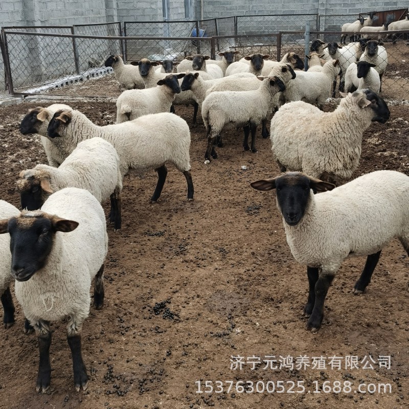 20911EA4857915A7E587785D260E92