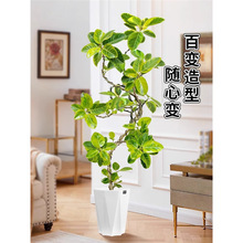 �S���ſ͏d�Gֲ���~��Ƥ�������҃ȴ���ֲ���ɽ������辰���B��