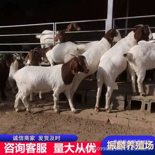 产肉率高波尔山羊努比亚黑山羊波尔山羊羔羊小尾寒羊怀孕母羊