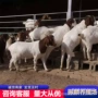 努比亚怀孕羊小尾黑山羊