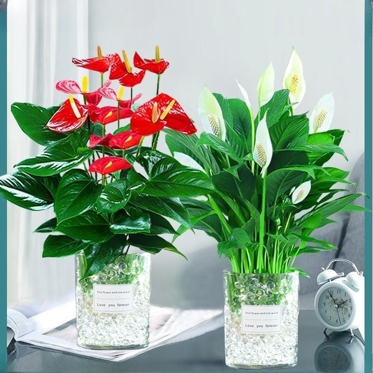 [2포트 패키지] 특급 안스리움 + 특급 화이트 팜 + [원형통 2개 + 크리스탈] + 영양액