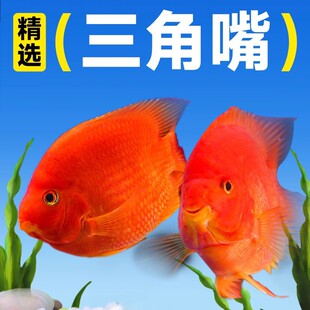 yeeѪ�t�W�^�~��ؔ��Ԫ���~��ؔ�~�^�p�~���B�ͻ��~��ˮ��