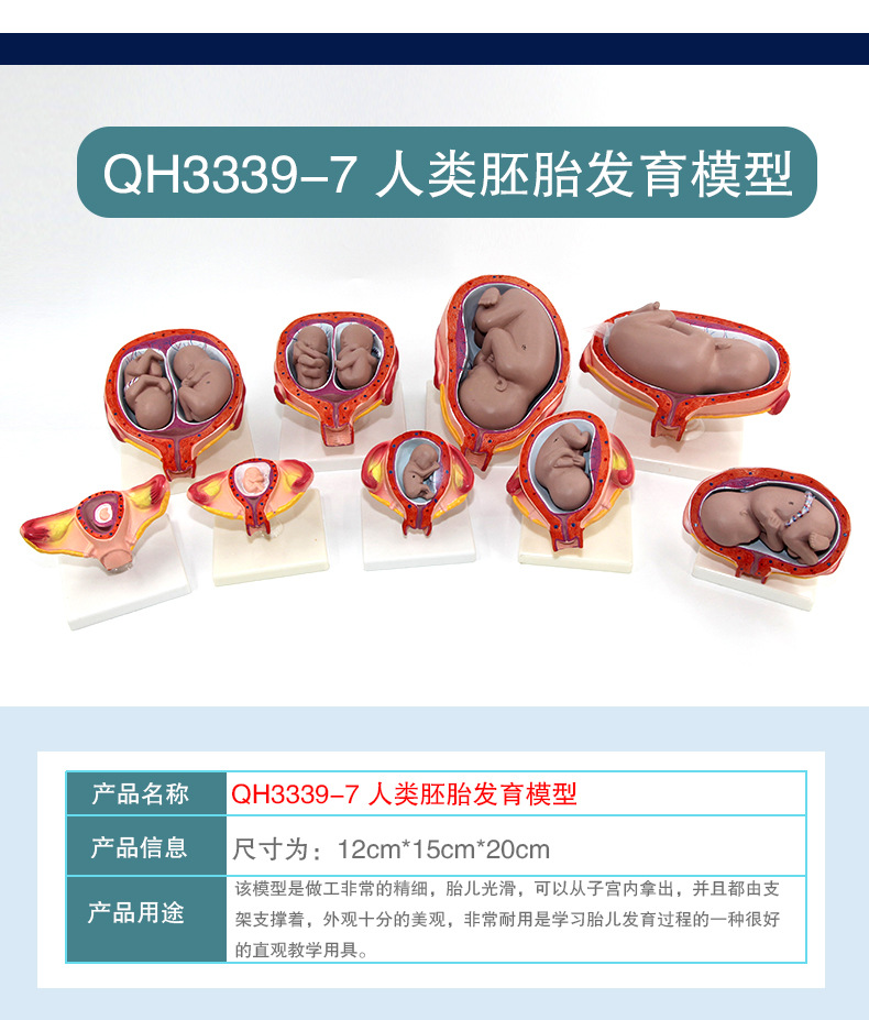 人类胚胎发育模型_08.jpg