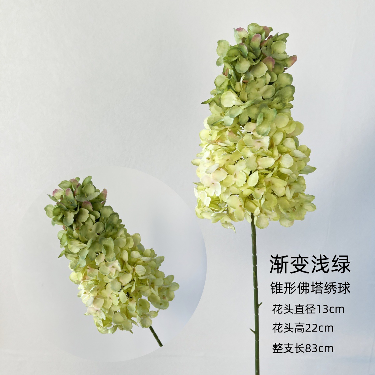 Hortensia de la pagoda cónica - verde claro gradualmente