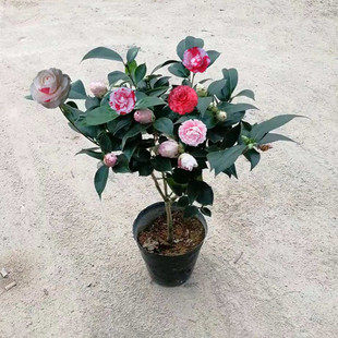 �軨����軨�������҃��k�����ͺ�����ֲ��Gֲ�辰�軨С�����l