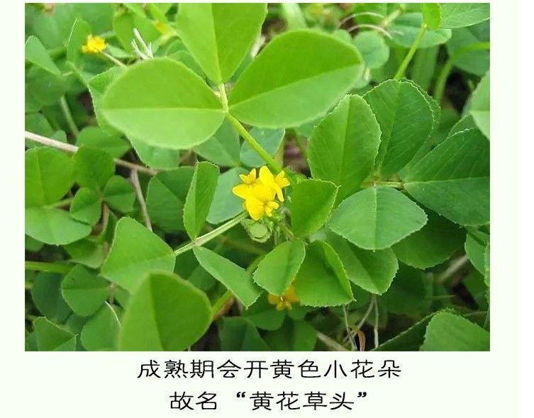 金花菜种子酒香草头秧草苜蓿菜籽食用苜蓿草种子四季养生蔬菜种籽-阿里巴巴