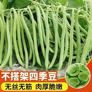 ��������o�ܰ����ض��N���ļ������̨СԺ���Զ����߲˷N����