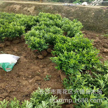 ���l���Në�� ����ë���N�� ���NСë��Ҏ���Rȫ ɫ�K����