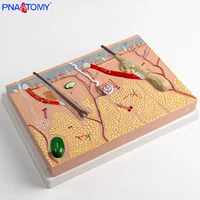 Physiological skin structure, cosmetic postoperative mold, anatomy