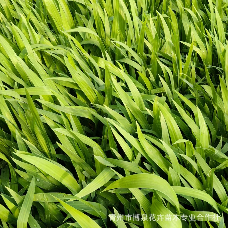 Многолетняя почвопокровная трава, цветок зеленый фиолетовый цветок ирис водный ирис синий цветок болото двор дорога парк зеленение