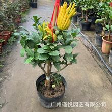 �����r�̎���������ָ̾Gֲ��������ؔ������ؔ�껨���Կ͏d�^��