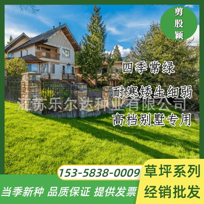 Озеленение газонной травы Виды Clume Трава Слабый подъем Clume Виды Trample Устойчивая трава Карлик Защита склона травы