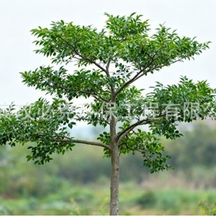 �Ә䣺�f�����؈@�־G��ͥԺ�G�����@�G�����������е������l���S