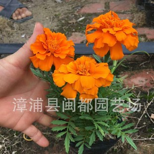 ��ȸ�ݕr��ݻ��V�����@�G��ֲ��������S���pɫ���l����������