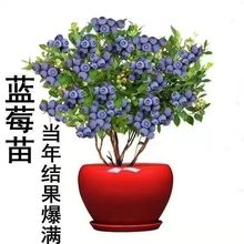 {ݮͥԺ{ݮϱ̨Nֲͺ͟B]S