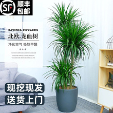 ��Ѫ���Ϙ��҃ȴ���ֲ�����Դ�Gֲ��횘����~��ǧ��ľ�͏d��Gֲ