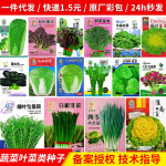 绿叶菜种子一年四季易种有机菜籽 户外庭院农家大棚菜园绿色菜种