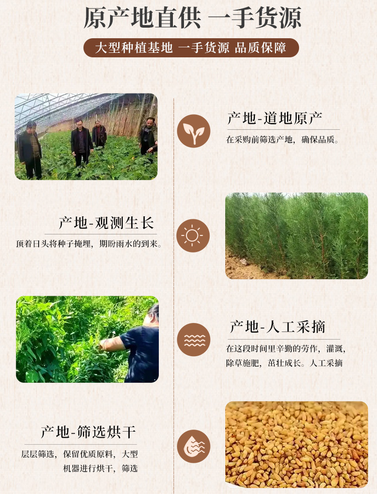 Wild Platycladus Seed Bai Zi Ren 500g Dried Herbal Tea Ingredient quality and texture