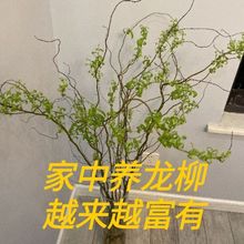 龙柳鲜枝水培插花客厅水培植物四季好养绿植懒人水培鲜枝耐寒花苞