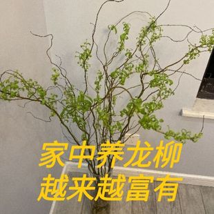 龙柳鲜枝水培插花客厅水培植物四季好养绿植懒人水培鲜枝耐寒花苞-阿里巴巴