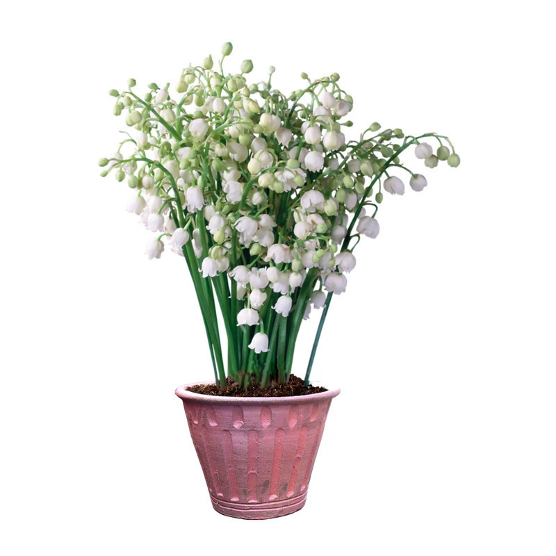 Шарик семян орхидеи с выпуклой комнатный горшечный цветок луковицы цветочное растение немецкая Орхидея с выпуклой цветет в текущем году