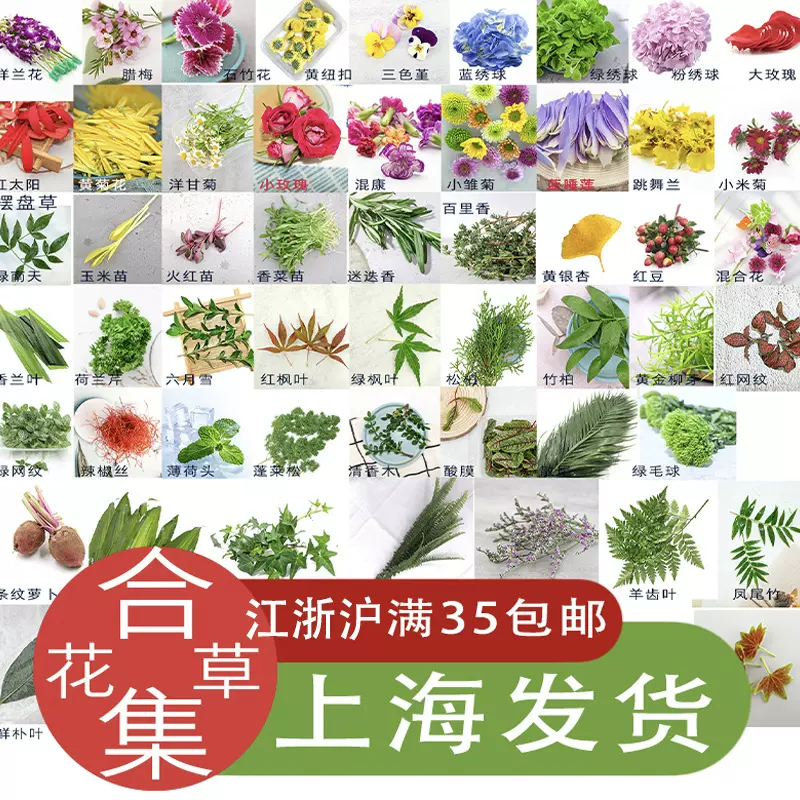 摆盘装饰花草餐厅日料刺身摆盘花草点缀蛋糕装饰植物装饰花草摆盘