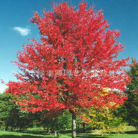 美国红枫 园林绿化苗木观叶树木行道绿化景区风景树观叶红枫树