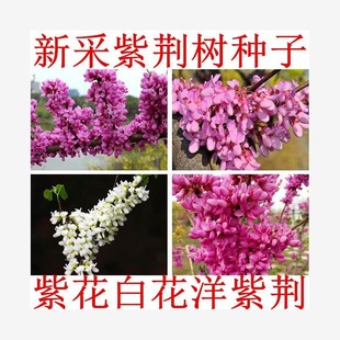 Giant Bauhinia Seeds Bauhinia Seeds Multi-Flowered Bauhinia Tree Seeds Bauhinia Canadian Palace Pink Bauhinia Seeds