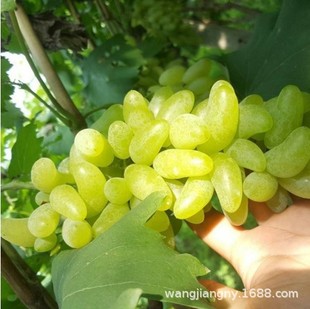 ����ָ�����R�����ӟo���������Ѱ�ţ���������ϱ����Nֲ����Y��