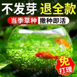Fish Tank Aquatic Plant Seeds Ecological Glass Bottle Landscaping Package Plant Seeds Hydroponic Negative Real Grass Potted Decoration
