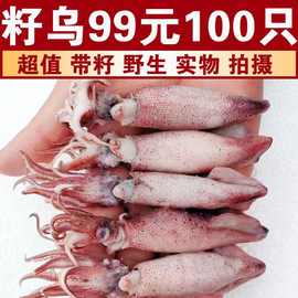 100只原籽籽乌满籽海兔新鲜无沙海兔子章鱼墨鱼海鲜捞汁烧烤批发