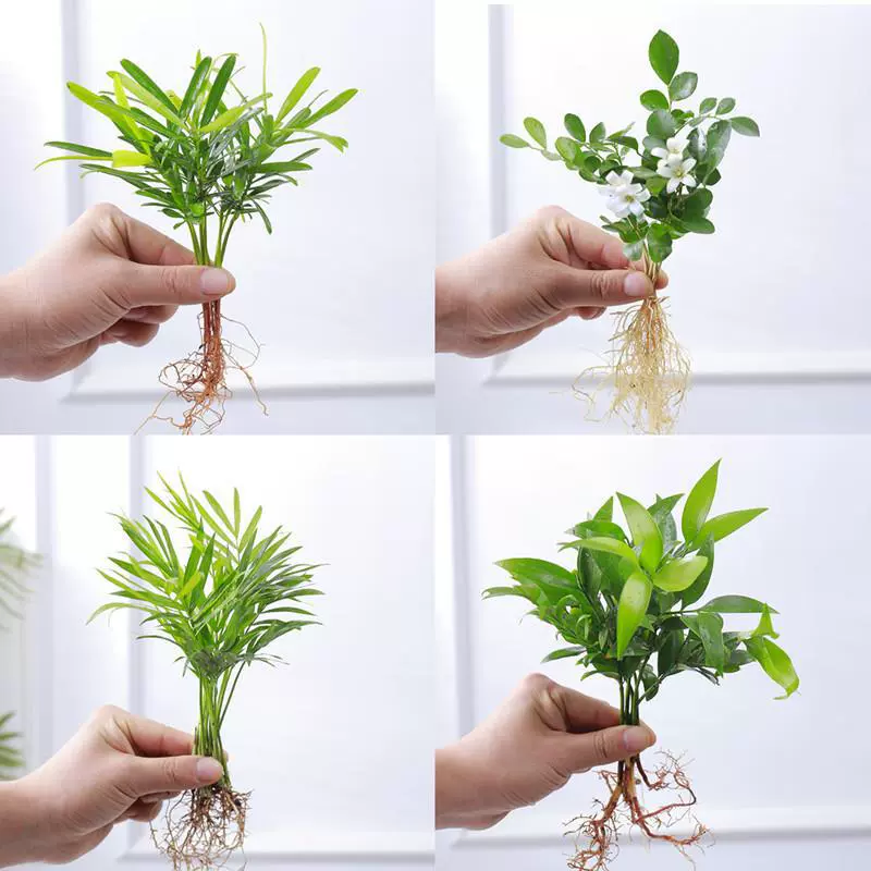 Циннаморолл цветок в горшке миниатюрный кокос небольшой бамбук кипарис настольное гидропонное растение счастливый красный офисный стол креативное зеленое растение.