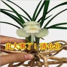 价 兰花  春兰 白素荷   室内盆栽花卉绿植