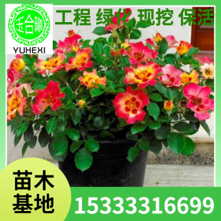 European Rose Flower Seedlings Potted Babylon Eye Cut Flower Rose Seedlings Courtyard Indoor Four-Season Flowering Miniature Shrubs