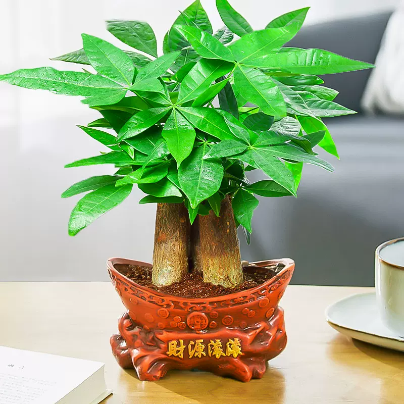 发财树小盆栽桌面绿植室内绿植发财树批发发财树绿植四季常青盆景