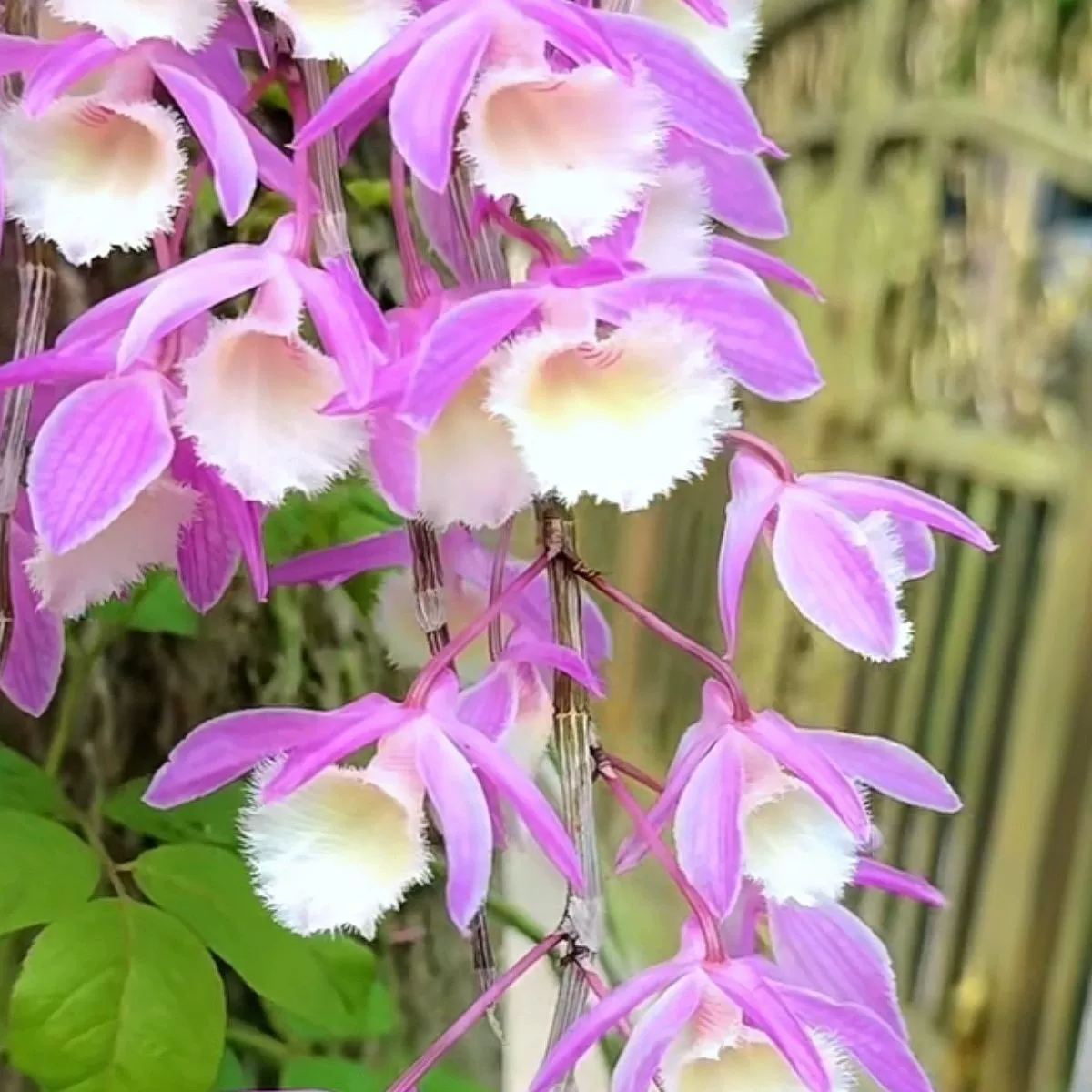 Рассада горшечных растений Dendrobium officinale для выращивания цветов в помещении и на открытом воздухе во дворе.