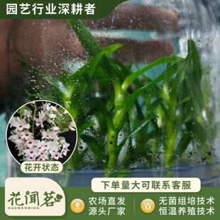 ��ʯ�� 3083 �L��ƿ���׳ɻ�M��С�� �҃������Ի�������r��