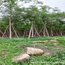 黄花风铃木树种植基地米径10公分 -20公分 多花 少花黄花风铃木