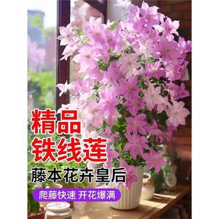 ���а��F��ɏ���y������ֲ��ͥԺ�ͺ��Gֲ���������̨�ļ��_��