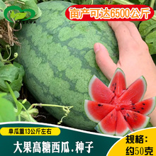 沙漠小旋风西瓜种子 农田菜园中早熟杂交甜脆大果型黑绿皮西瓜籽