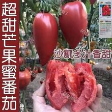 芒果蜜番茄种子甜盆栽果味沙瓤老西红柿种籽春秋蔬菜水果种子