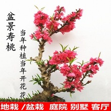 盆栽重瓣桃花苗寿星桃苗老桩室内外阳台盆景地栽观赏桃花耐寒好养